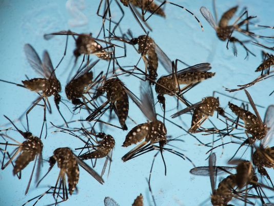 Zambia sử dụng sơn chống muỗi ngăn bệnh sốt rét &nbsp;