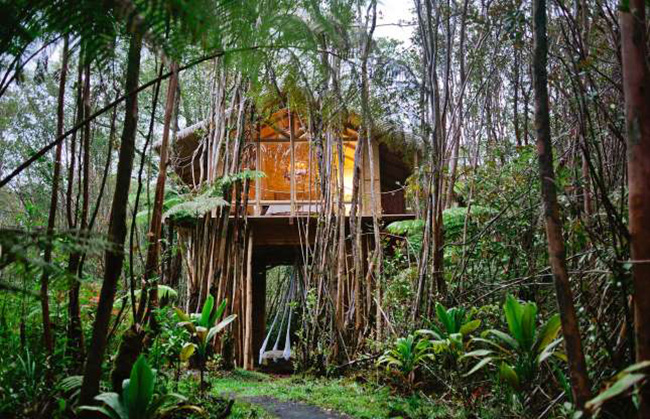  Nhà trên cây nằm giữa tán rừng rậm ở ngoại ô Công viên Quốc gia Núi lửa Hawaii. Một hàng hiên bao quanh cho tầm nhìn toàn cảnh khu rừng nhiệt đới, trong khi thác nước mưa tự nhiên êm đềm mang đến cho bạn một cái nhìn toàn cảnh mê ly. 