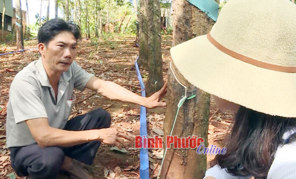 Anh Nguyễn Yên trao đổi với phóng viên về quá trình nghiên cứu và chế tạo thành công hệ thống thu gom mủ tự động