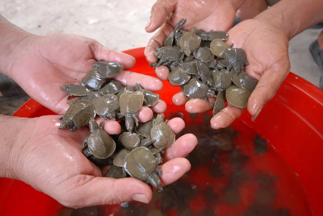 Sáng chế máy ấp trứng cua đinh