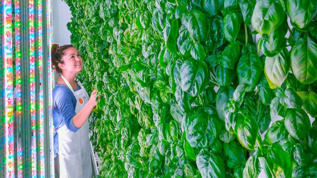 Những vườn rau thẳng đứng này được trồng tầng tầng lớp lớp theo chiều dọc, tận dụng tối đa thể tích không gian.