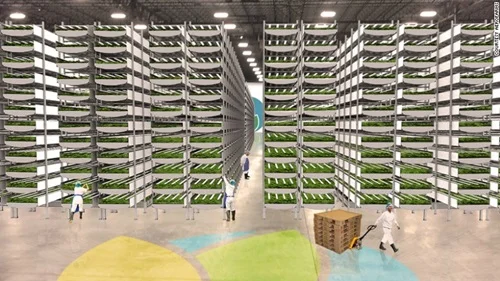 Bên trong nông trại Aero Farms.