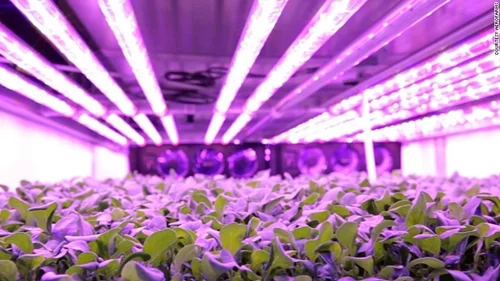 Thay vì ánh mặt trời, rau của Aero Farms phát triển dưới ánh đèn LED.