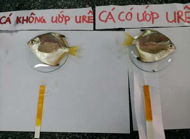 Thí nghiệm với cá. Ảnh: Nhật Tuấn.