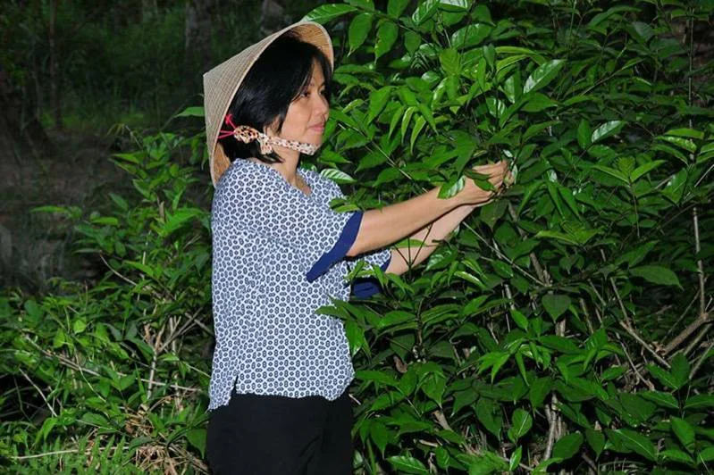 Từ nguyên liệu có sẵn ở vùng quê, kết hợp với hiểu biết khoa học, cô đào đã sáng chế thành công loại nhang trừ muỗi sinh học.