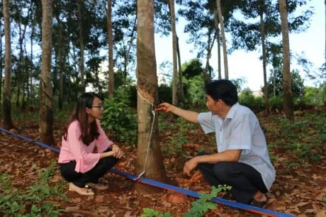 Hệ thống tự động thu gom mủ cao su của anh nông dân Bình Phước 