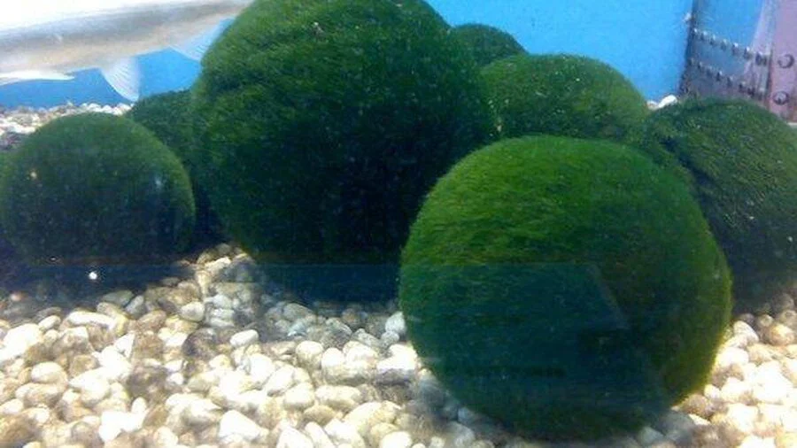 Học sinh sáng chế thiết bị nuôi vi tảo lọc không khí