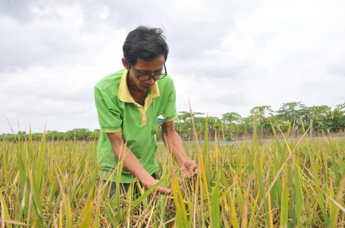 'Nhà khoa học' chân đất lai tạo 50 giống lúa… chỉ để tặng Nhà nước