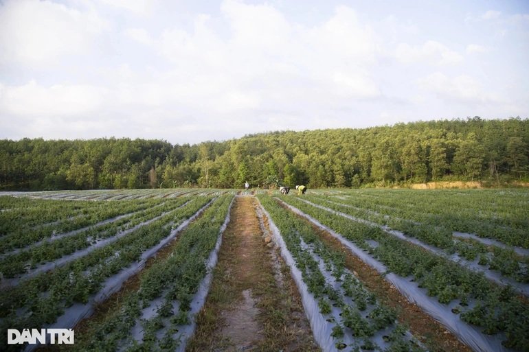 Cơ hội "đổi đời" từ cây quế khi cao dược liệu đã xuất được sang Mỹ