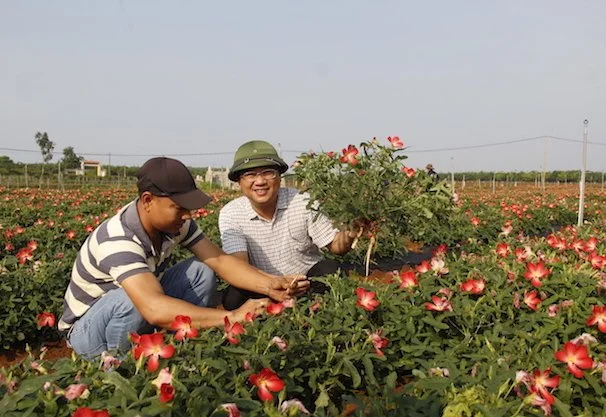 Trồng loài cây nở hoa hồng rực, đào lên được củ đại bổ tiến vua, nông dân đổi đời nhờ bán giá cao