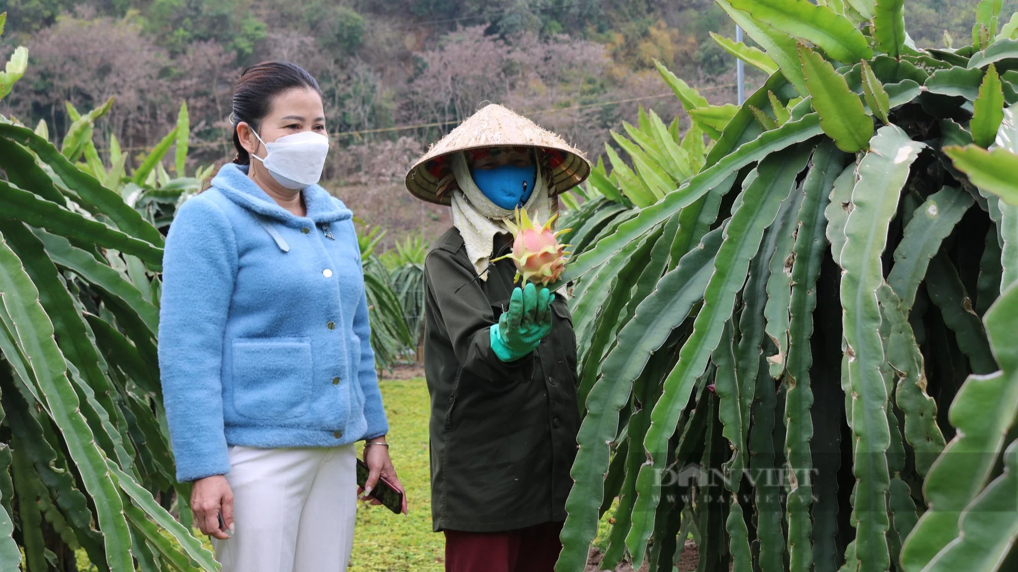 Nông dân Sơn La "hô biến" đồi dốc thành vùng trồng những loại cây ăn quả gì mà "hái ra tiền"?