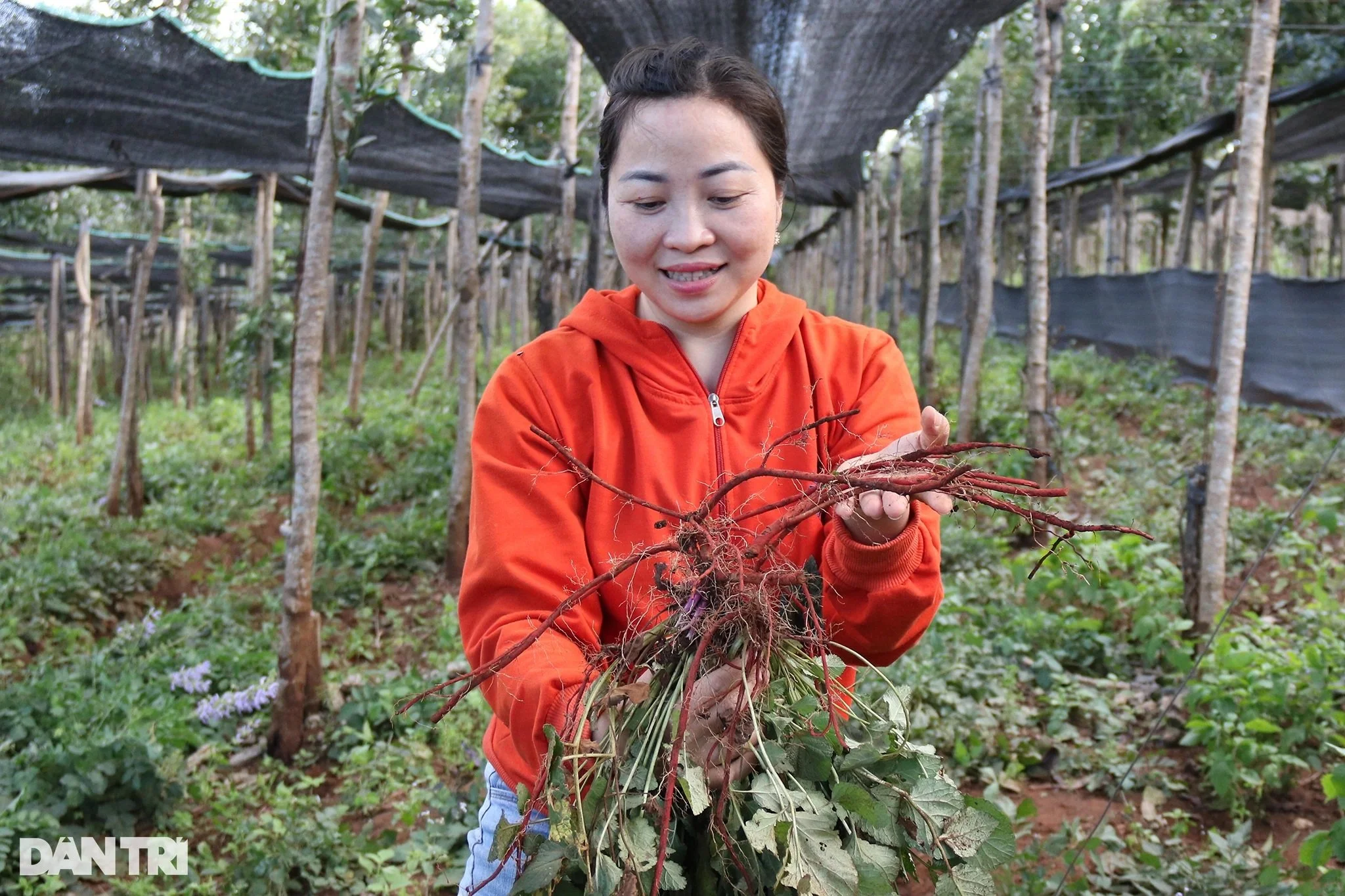 Người phụ nữ liều đưa giống đan sâm về phủ xanh mảnh đất bazan