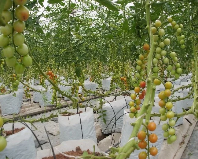 Sử dụng chế phẩm sinh học trong kích thích sinh trưởng cây trồng