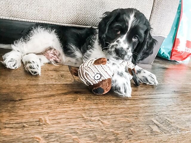 That face 😩🐶 #doglife #thatfacetho #cutiepie #cockerspaniel #dogwithanattitude #restinggrumpyface