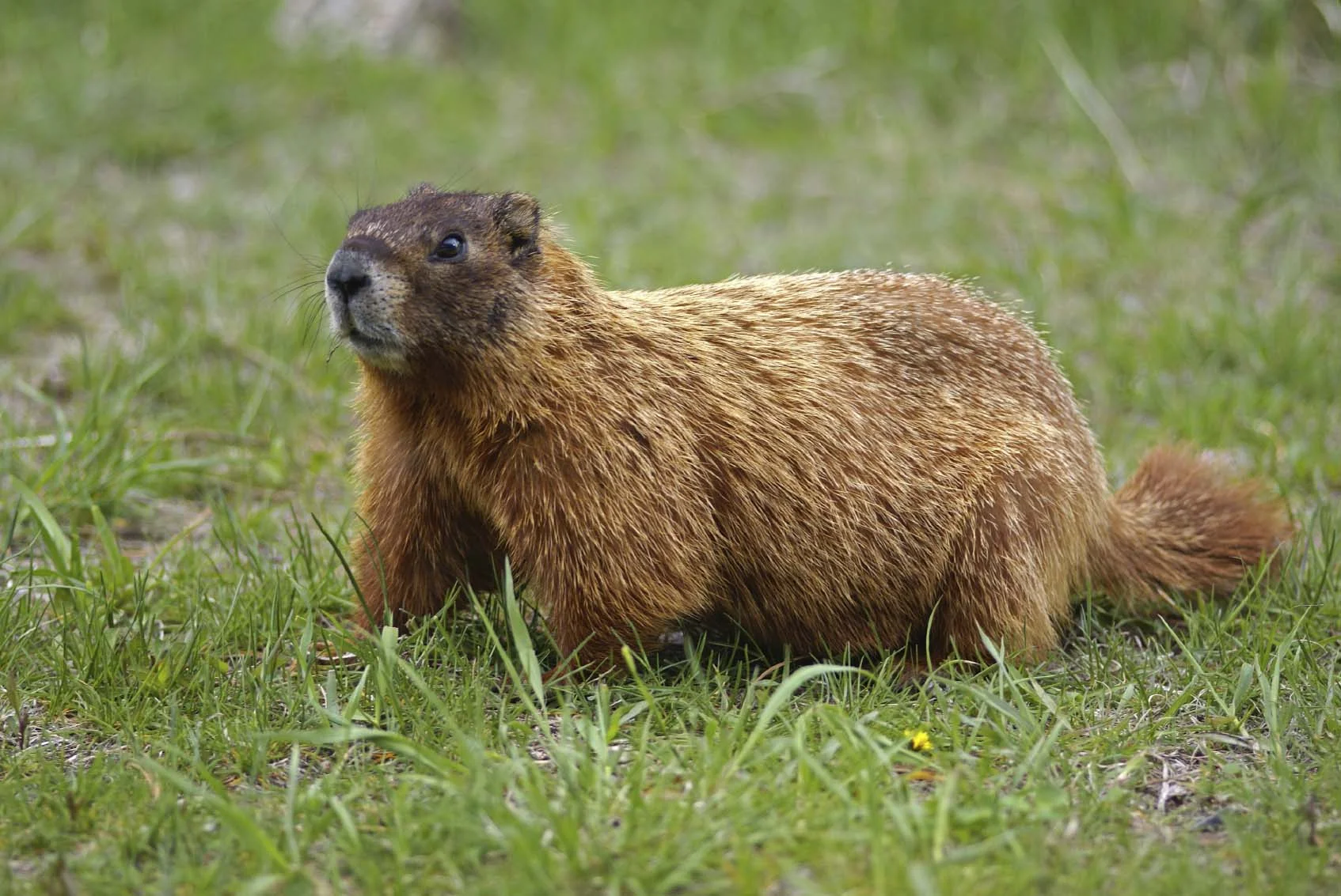 Woodchuck