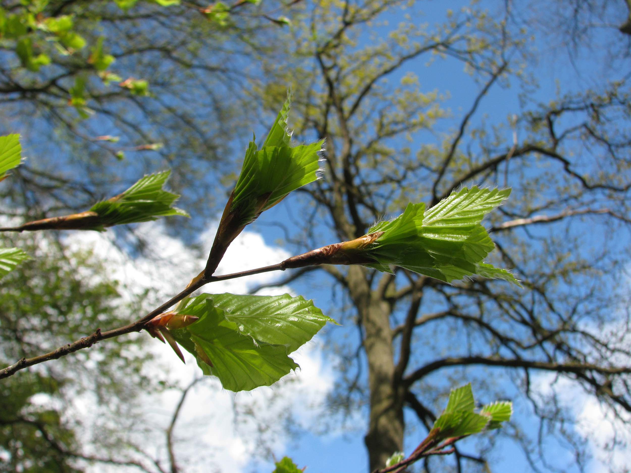 Beuk_(Fagus_sylvatica),_ontluikend_blad.jpg