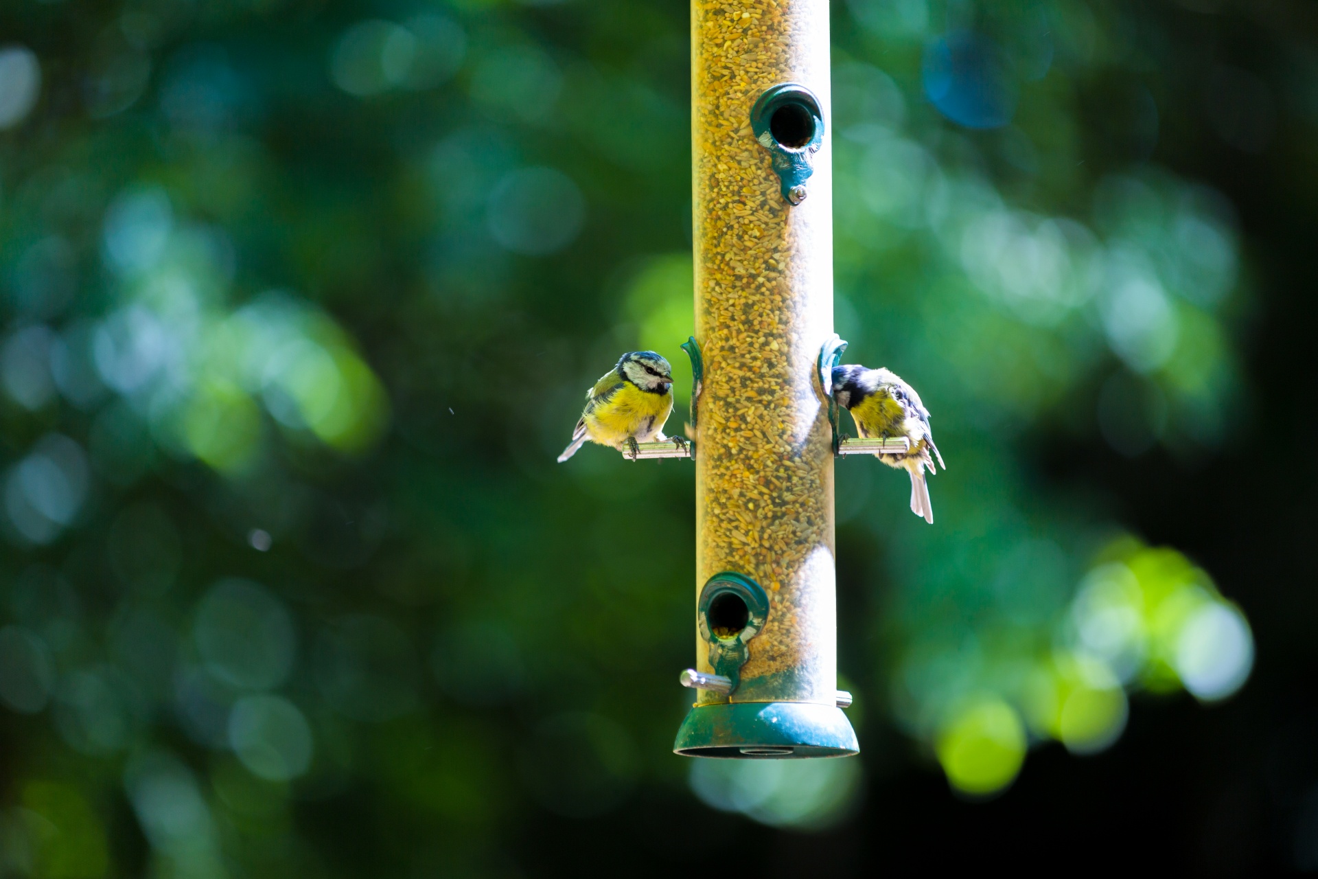garden-bird-feeder-1479465887Kks.jpg