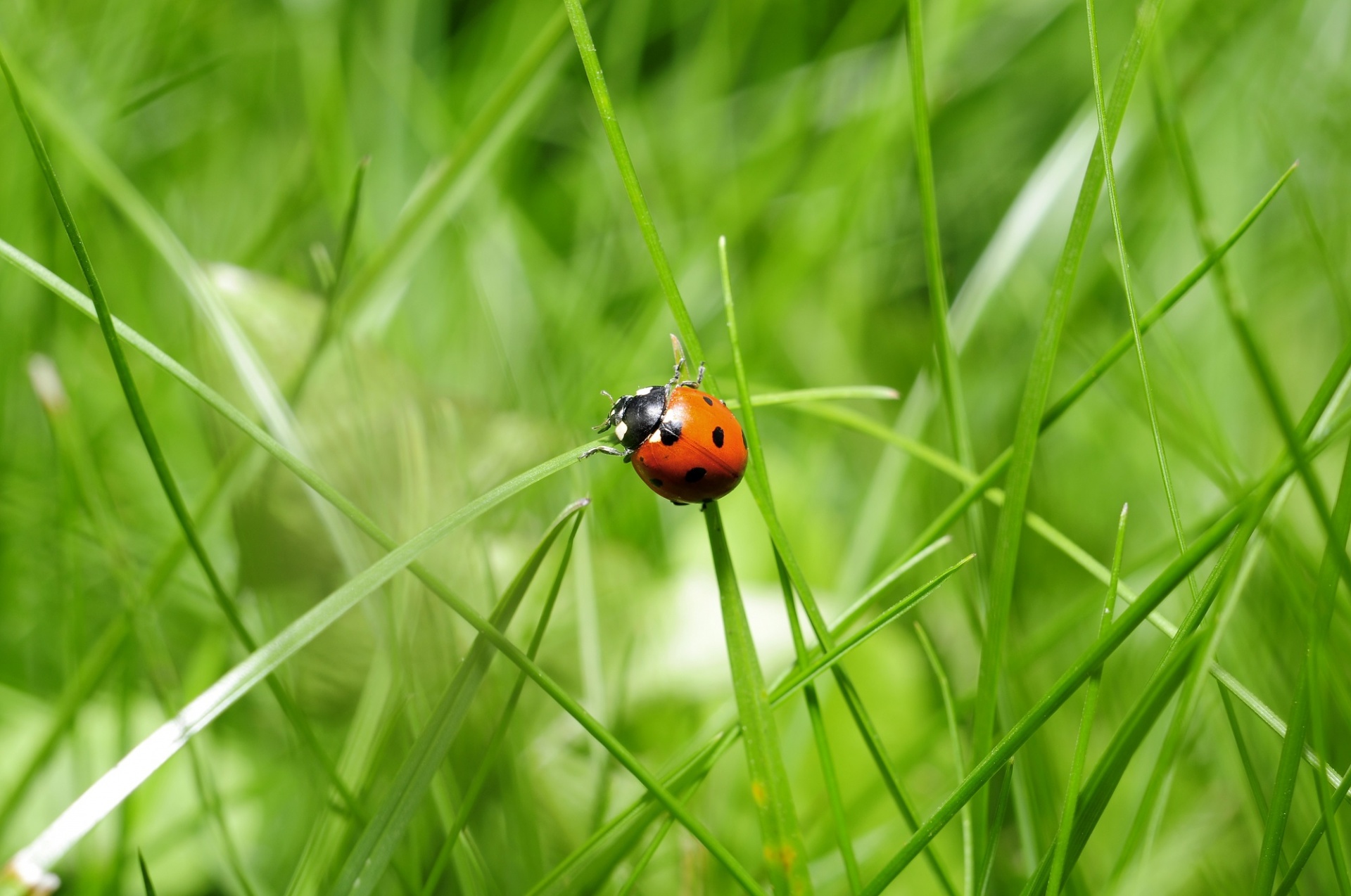 ladybug-in-the-grass.jpg