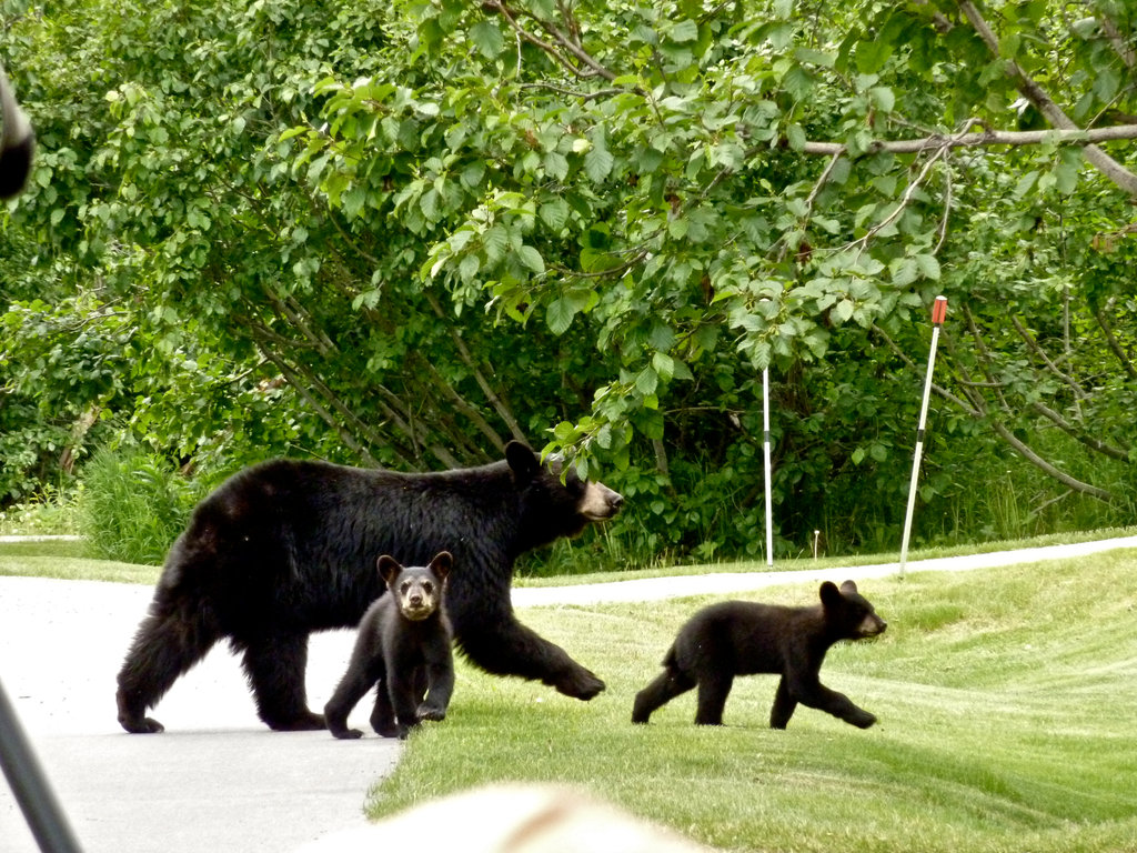 11bears2-jumbo.jpg