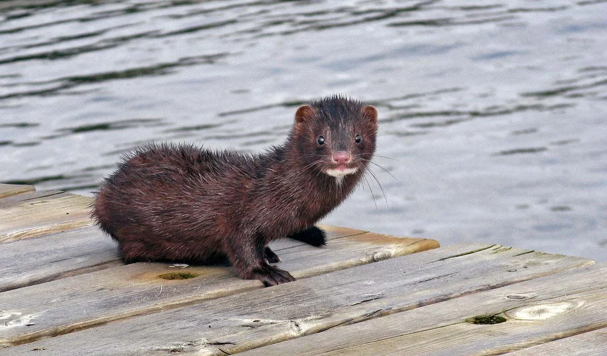 <b>Mink</b>