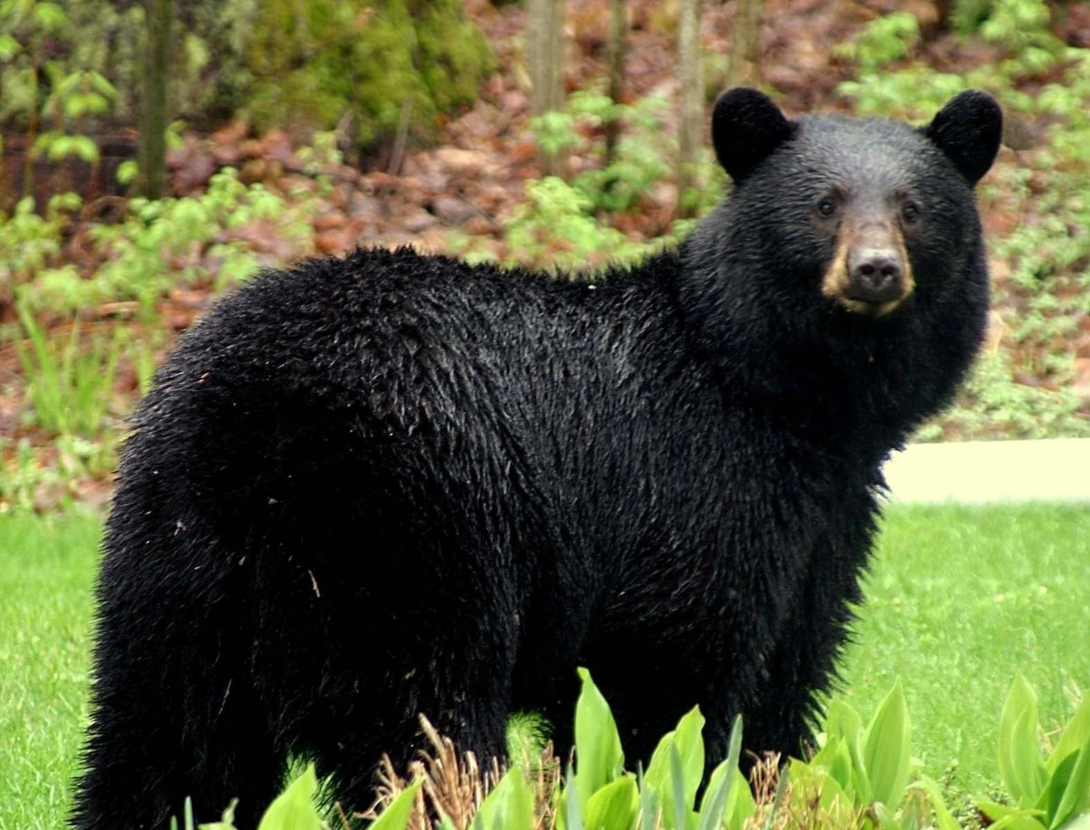 <b>Black Bear</b>