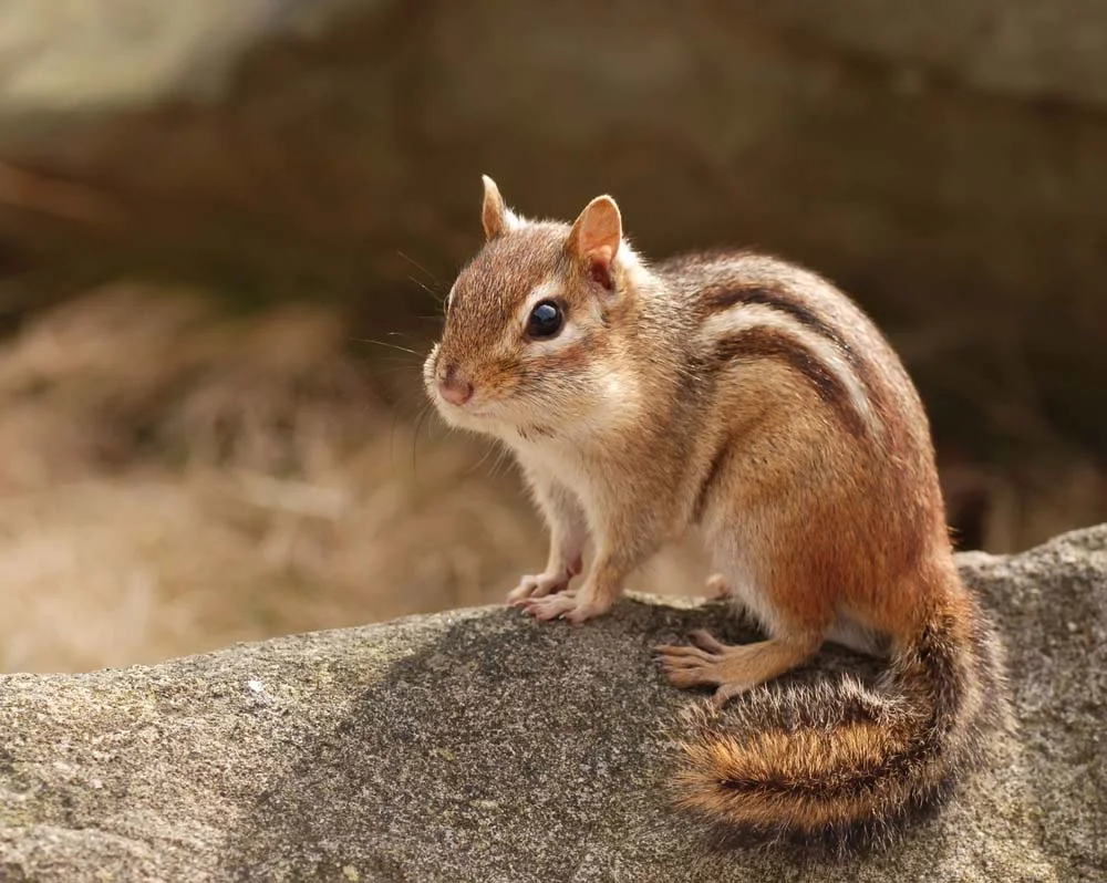 <b>Chipmunk</b>