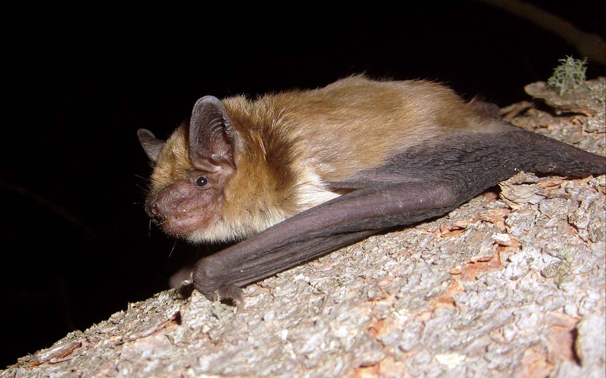 <b>Brown Bat</b>