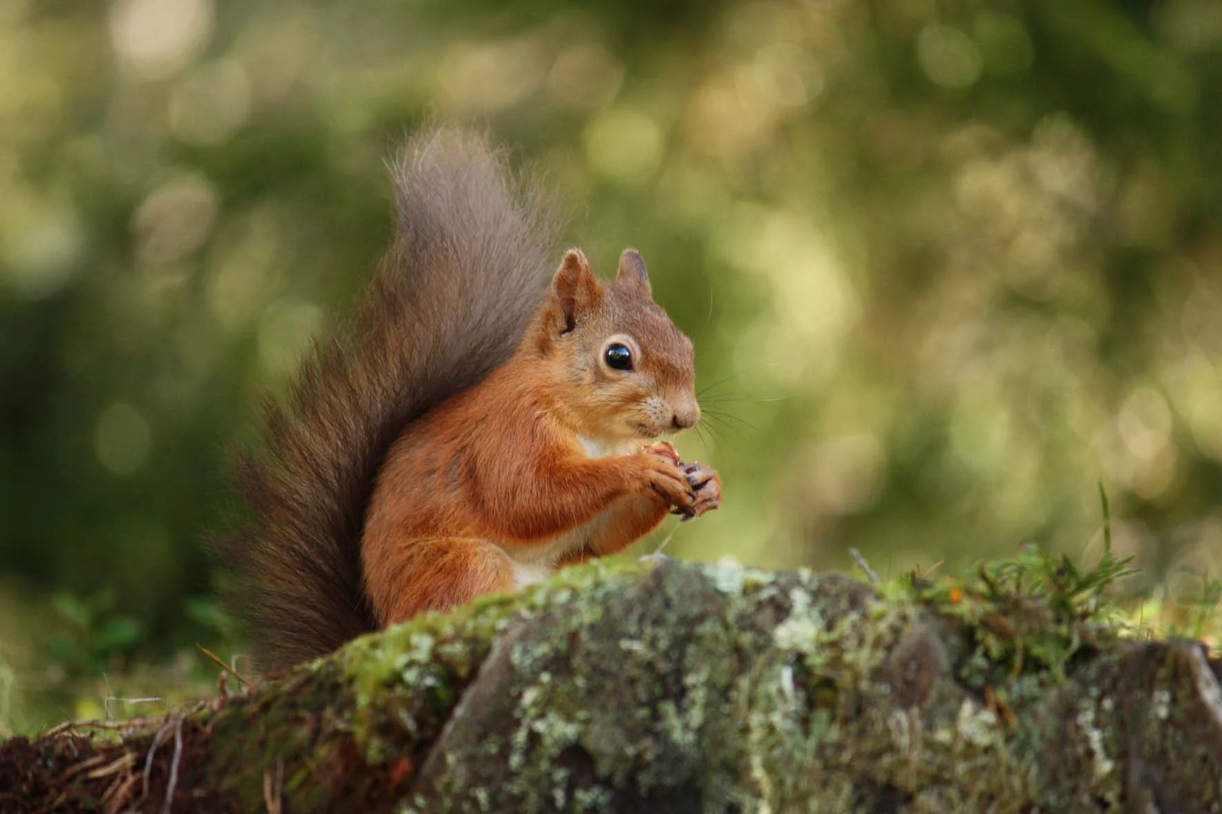 <b>Red Squirrels</b>