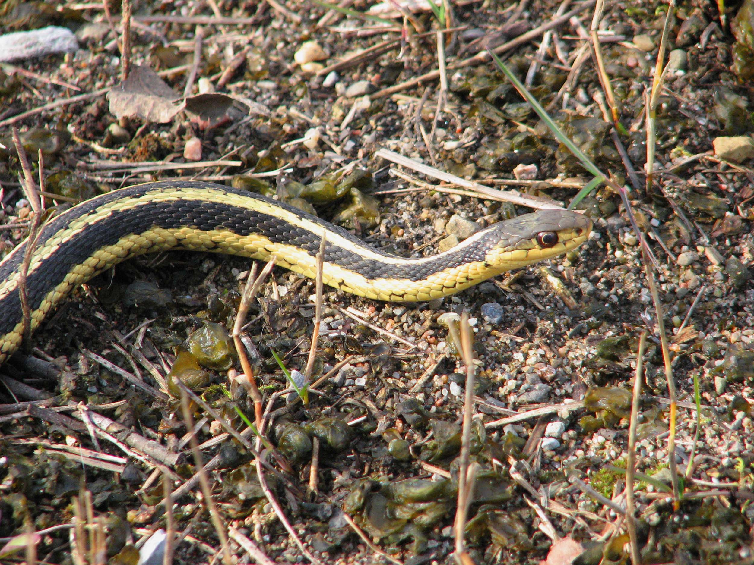 <b>Eastern Garter Snake</b>