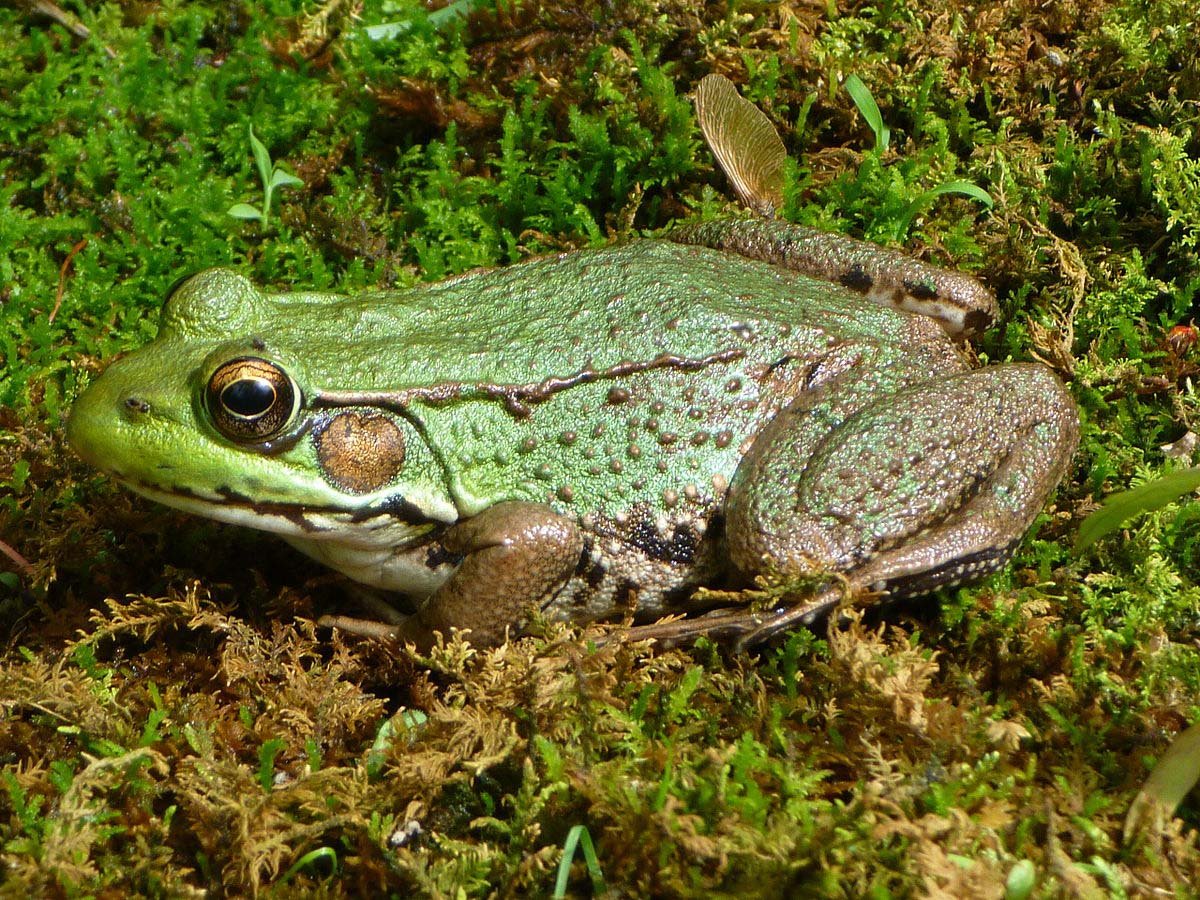 <b>Green Frog</b>