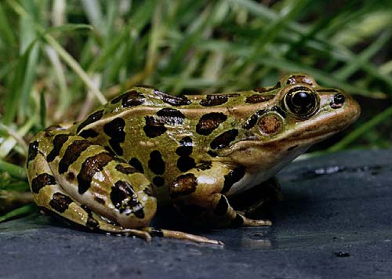 <b>Northern Leopard Frog</b>