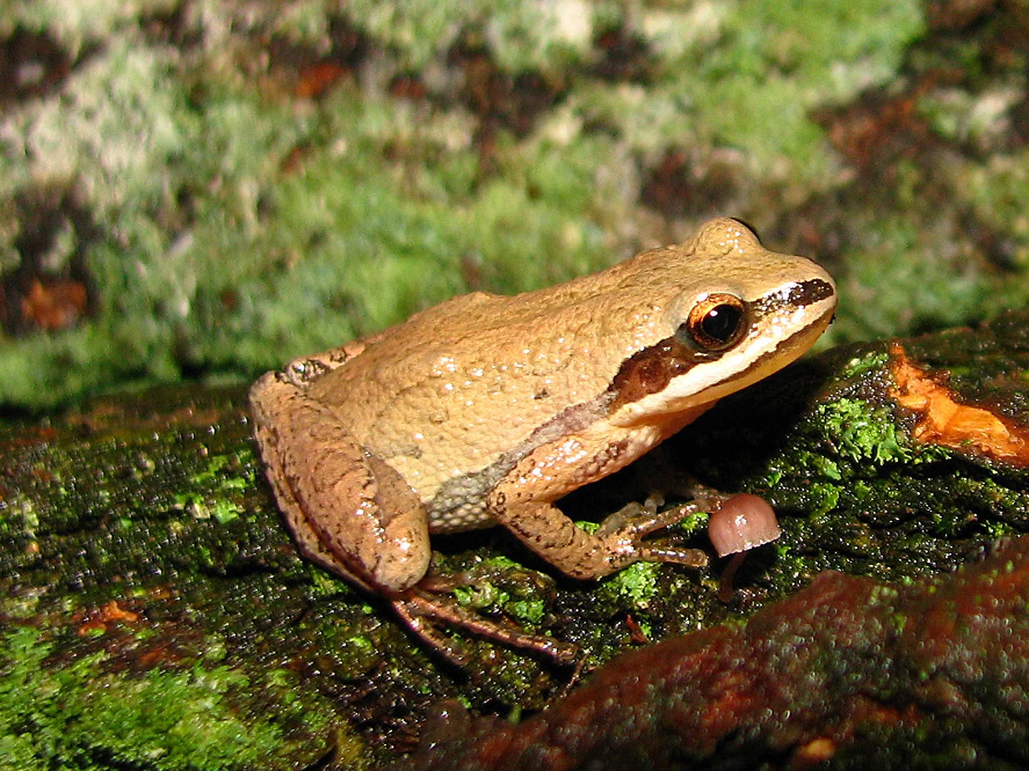 <b>Chorus Frogs</b>