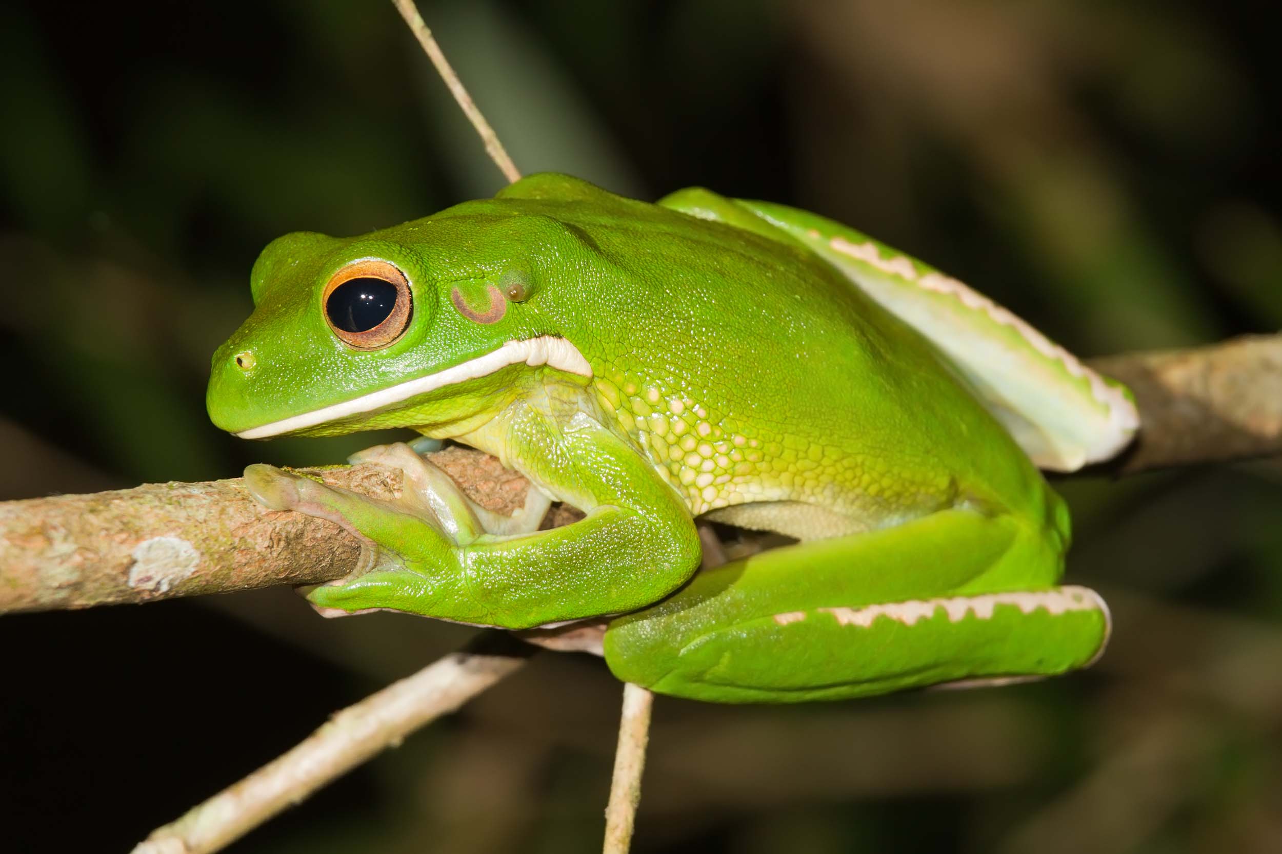 <b>Tree Frogs</b>
