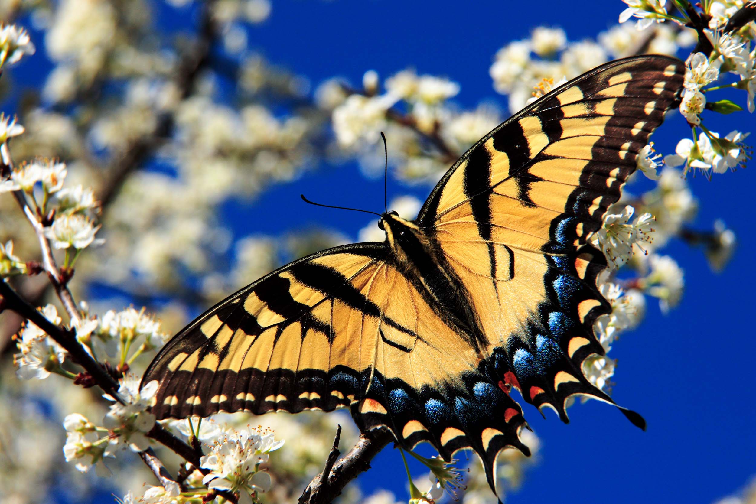 <b>Tiger Swallowtail</b>