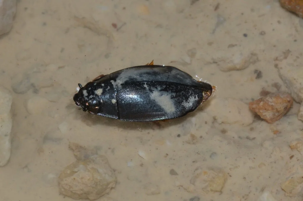 <b>Whirligig Beetle</b>