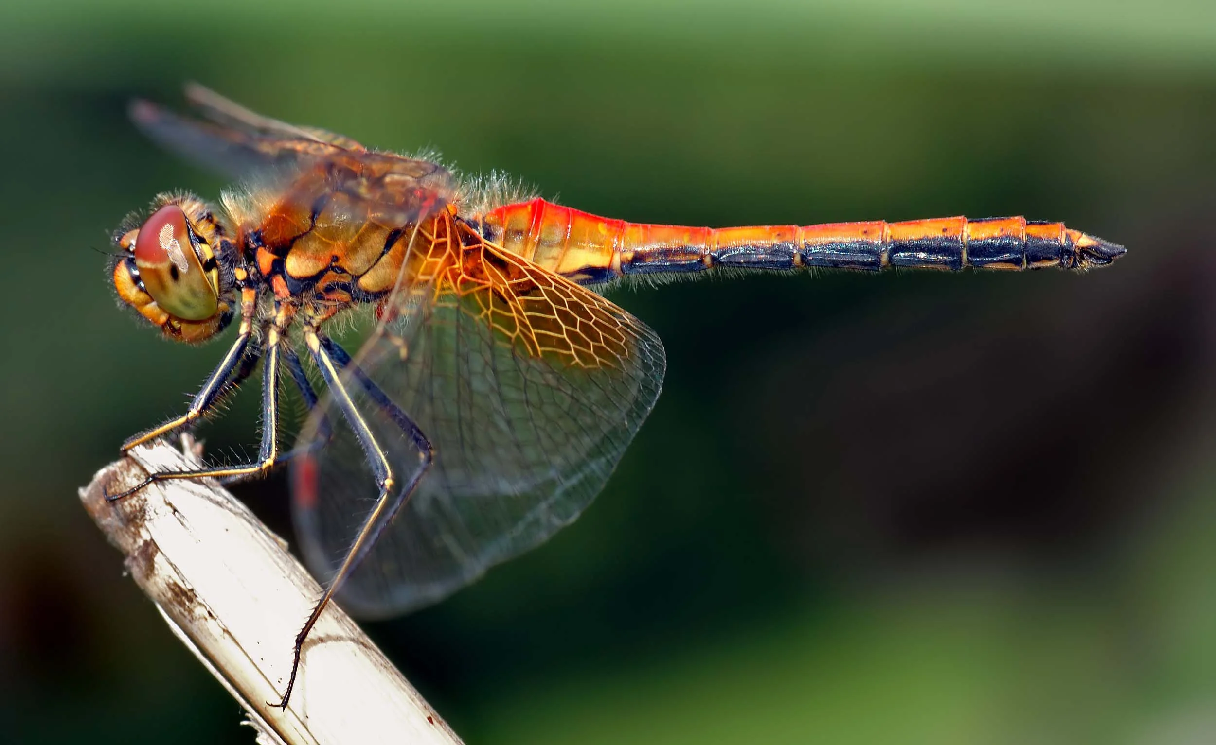 <b>Dragonfly</b>