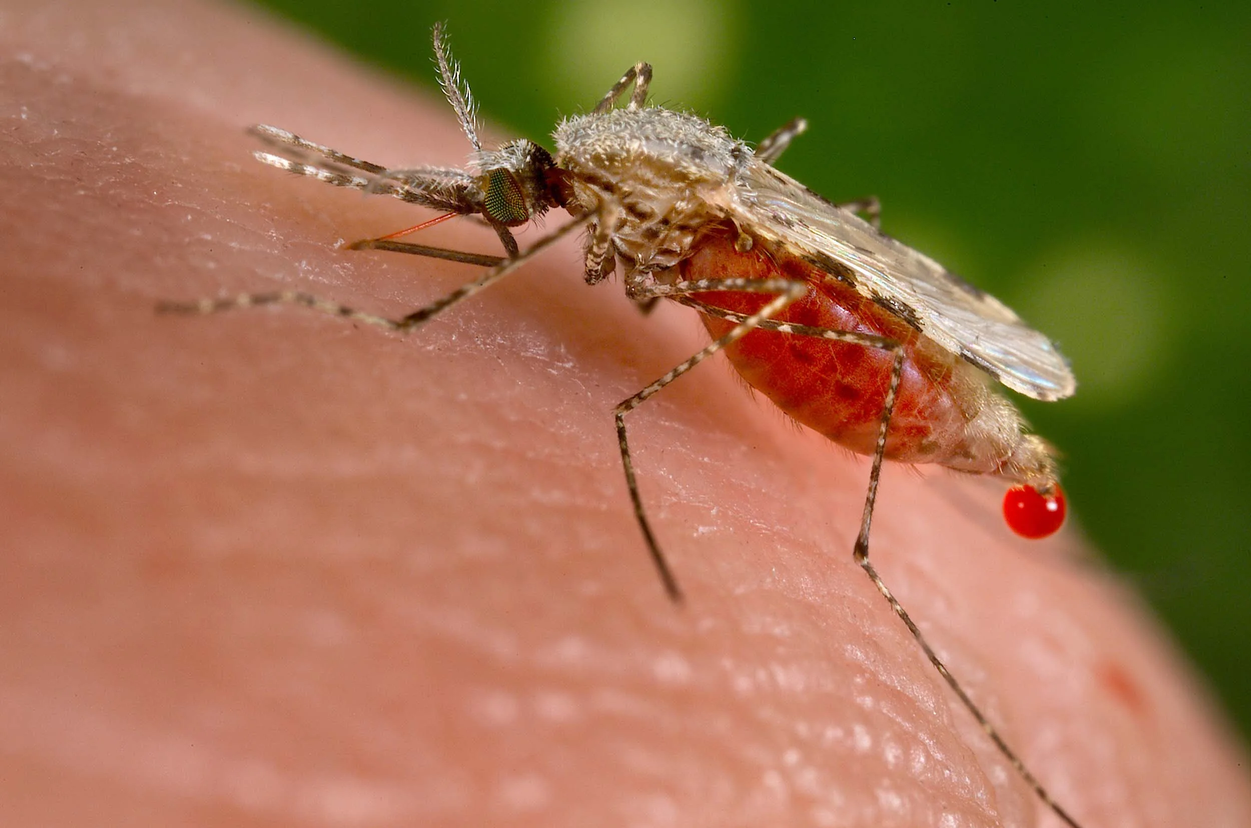 <b>Mosquitoes</b>