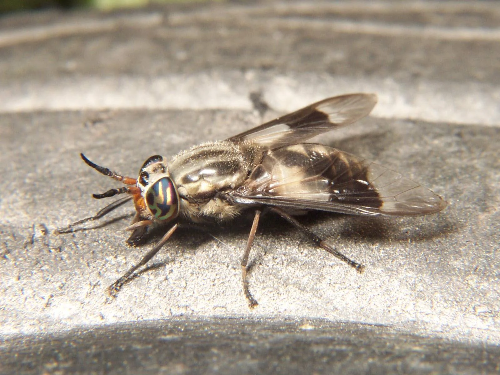 <b>Deer Flies</b>