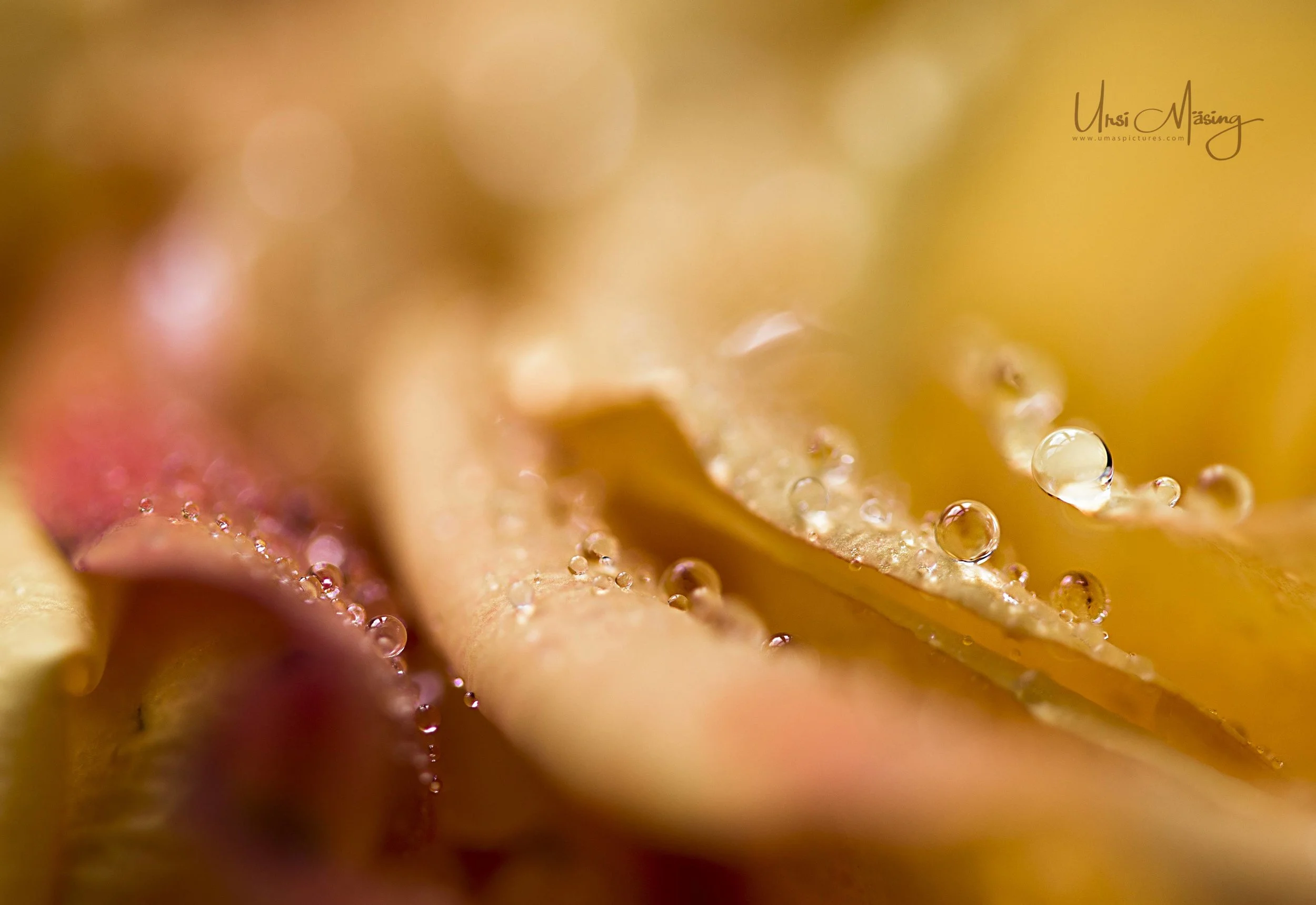 umaspictures_nature_004.jpg
