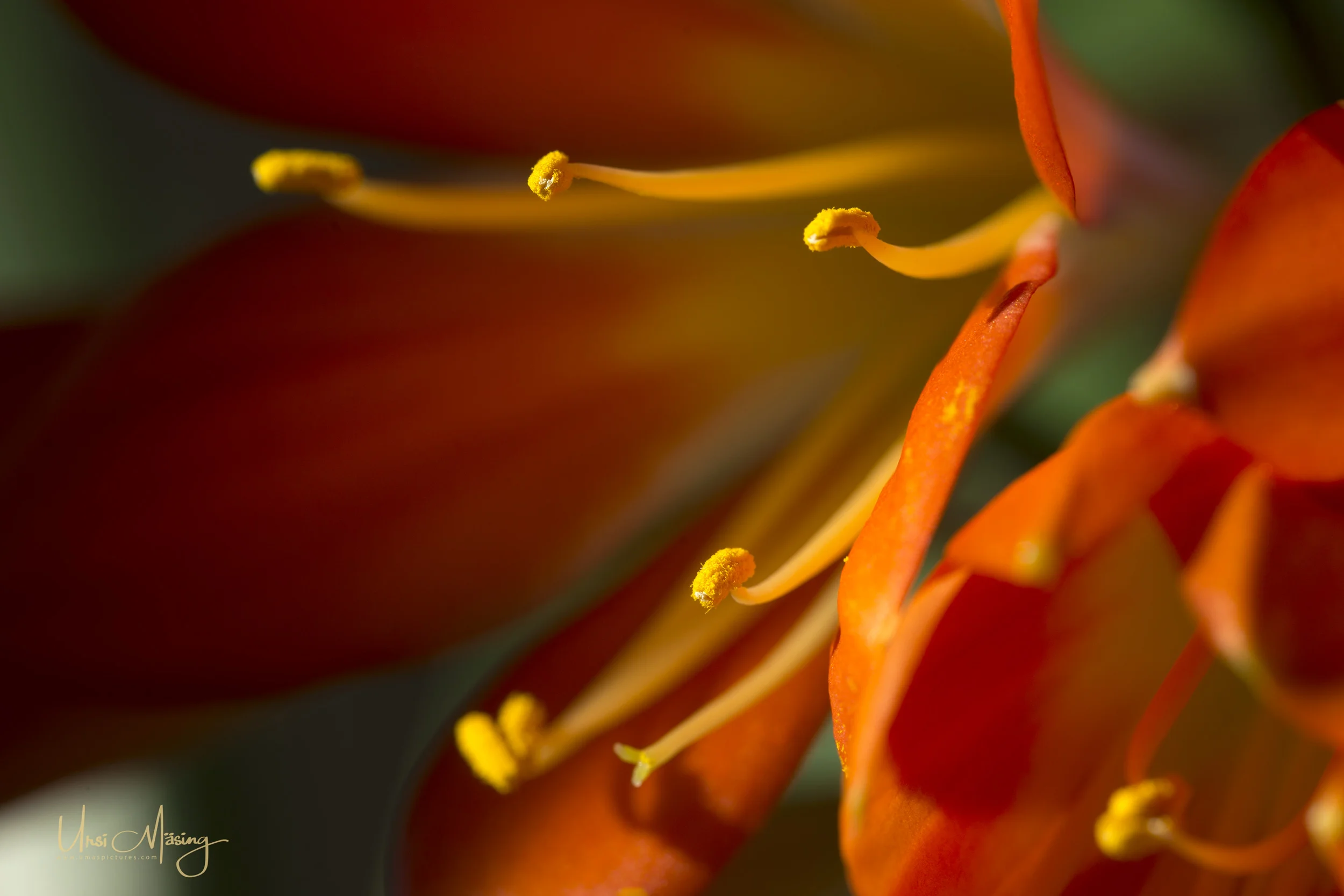 umaspictures_nature_007.jpg