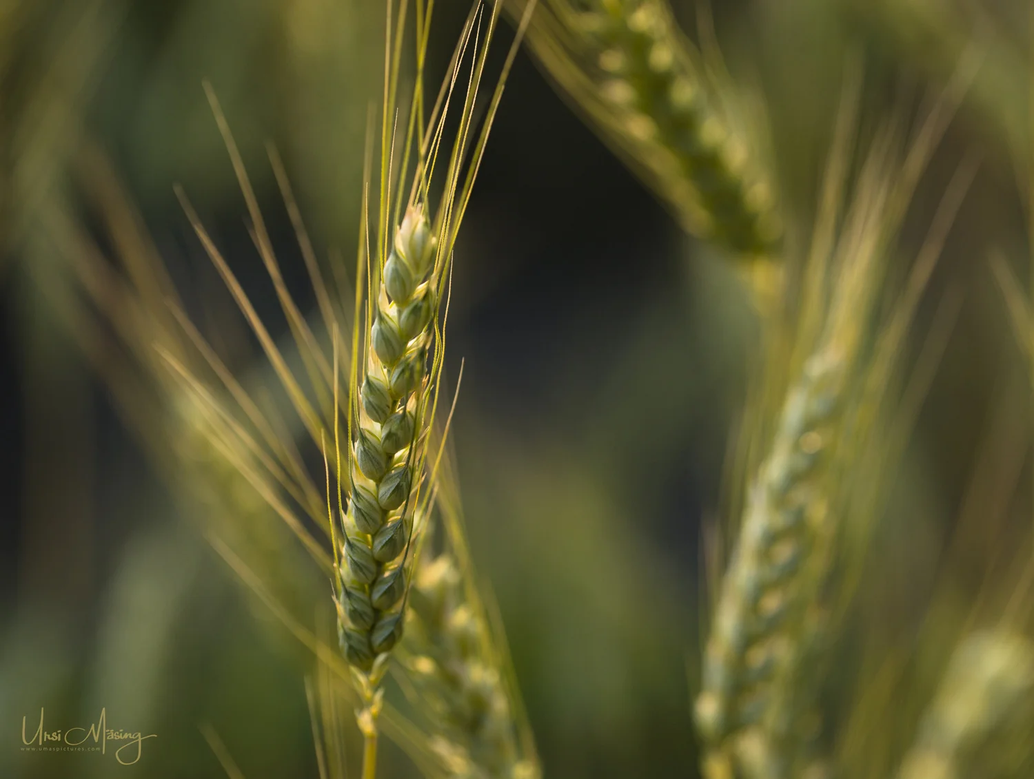 umaspictures_nature_010.jpg