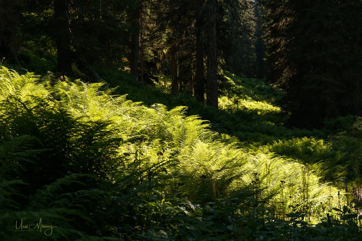 umaspictures_nature_015.jpg