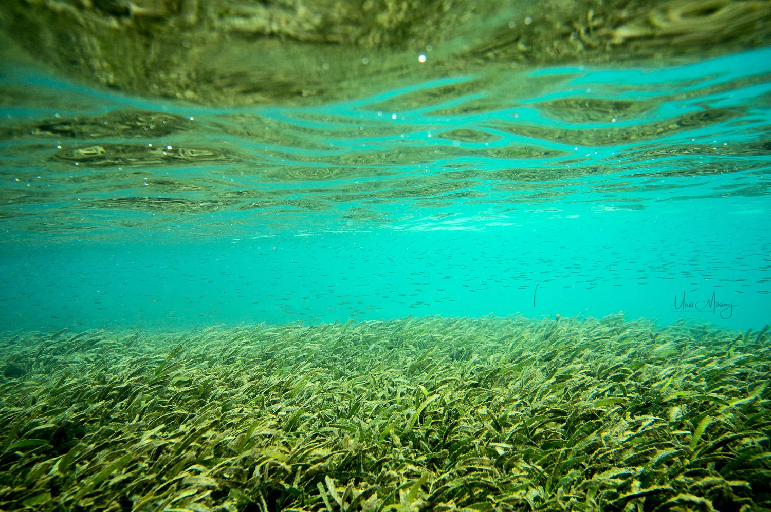 umaspictures_nature_017.jpg