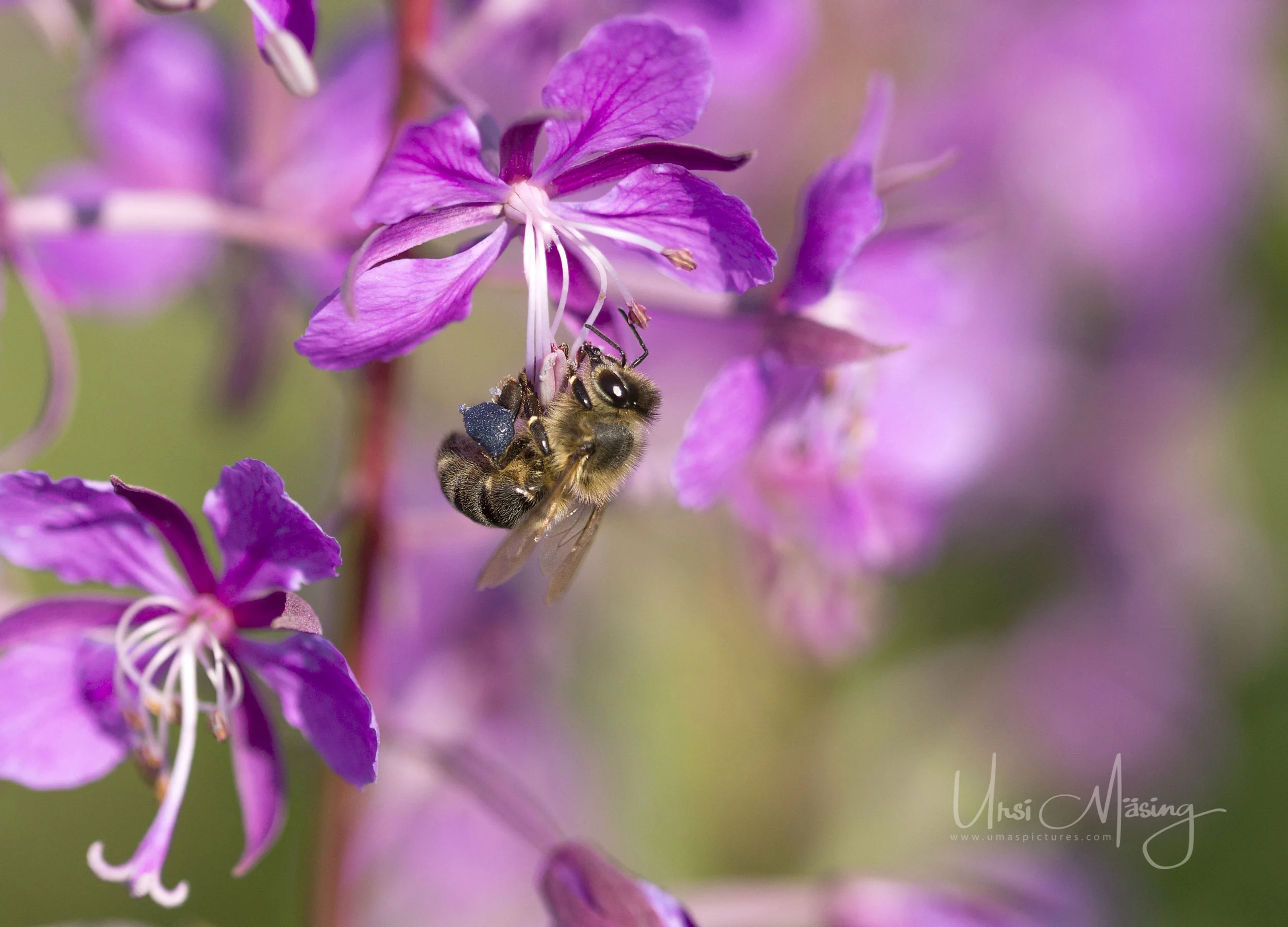 umaspictures_nature_031.jpg