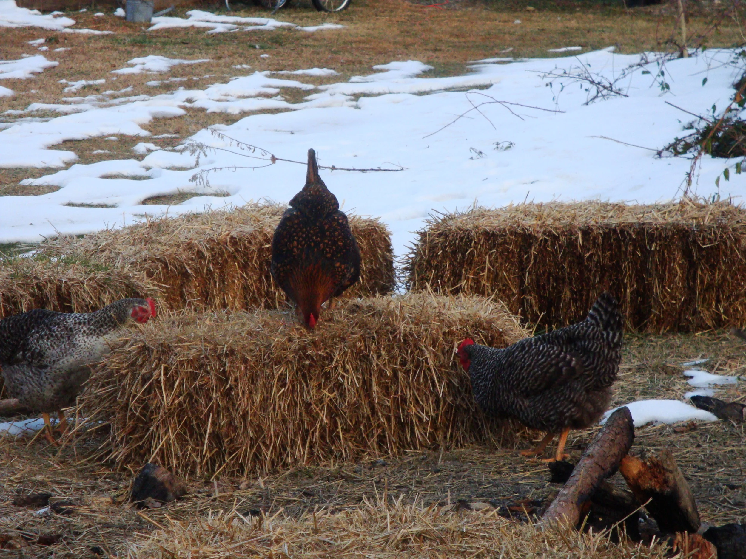 chickens.jpg