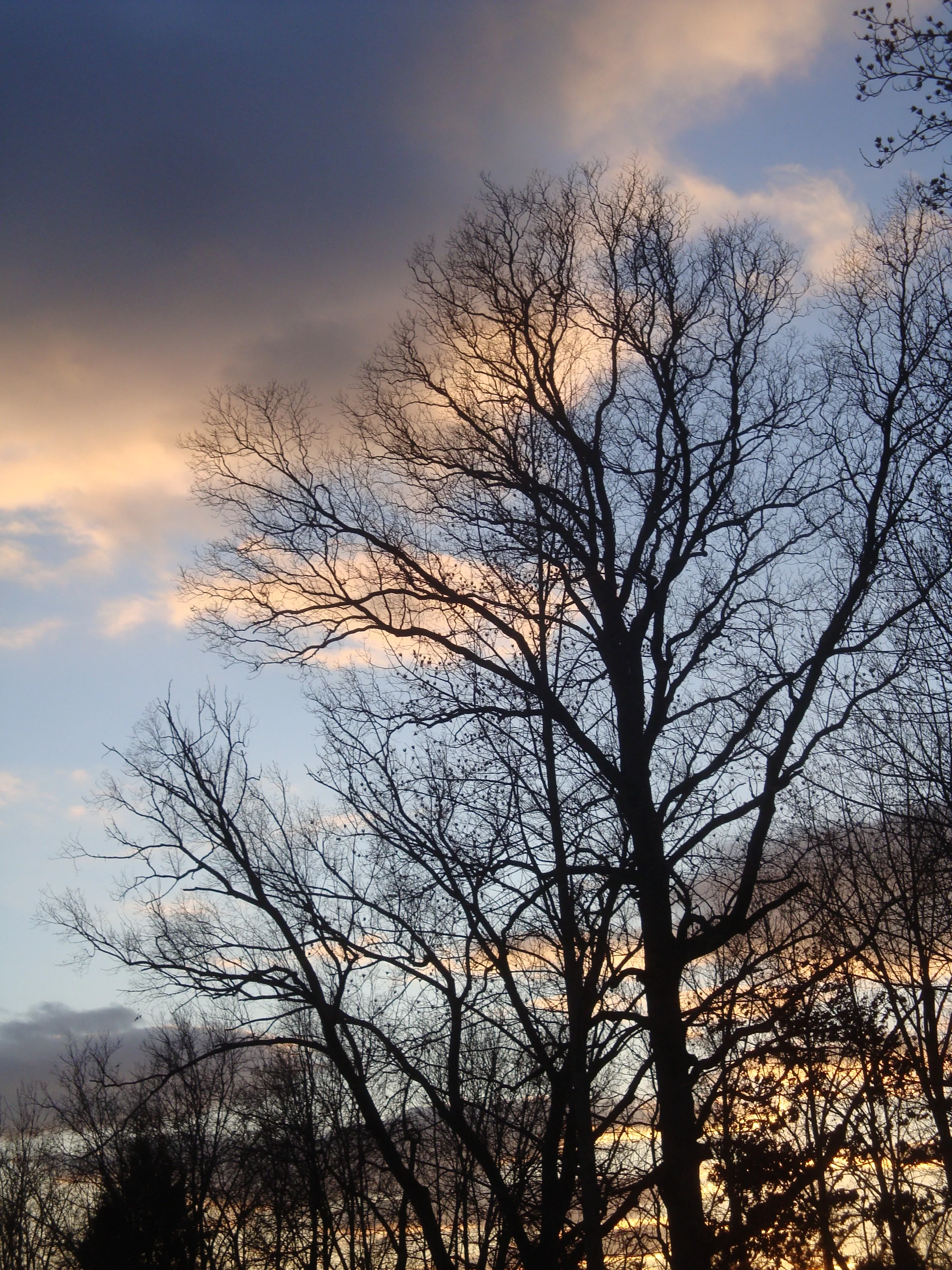 trees.jpg