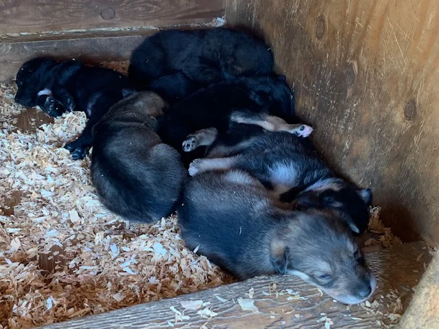 ...and new puppies!