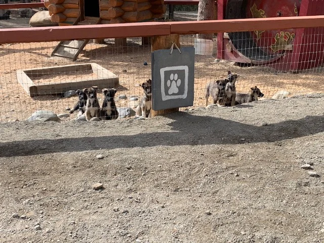 The first litter of seven are growing up: