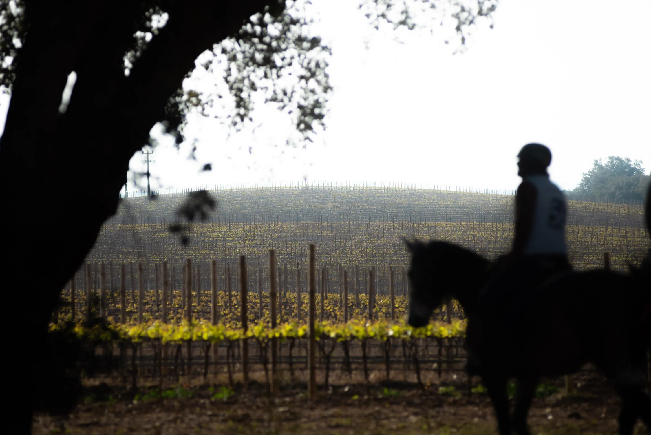 Quinta do Carmo Raide Hipico-8.JPG