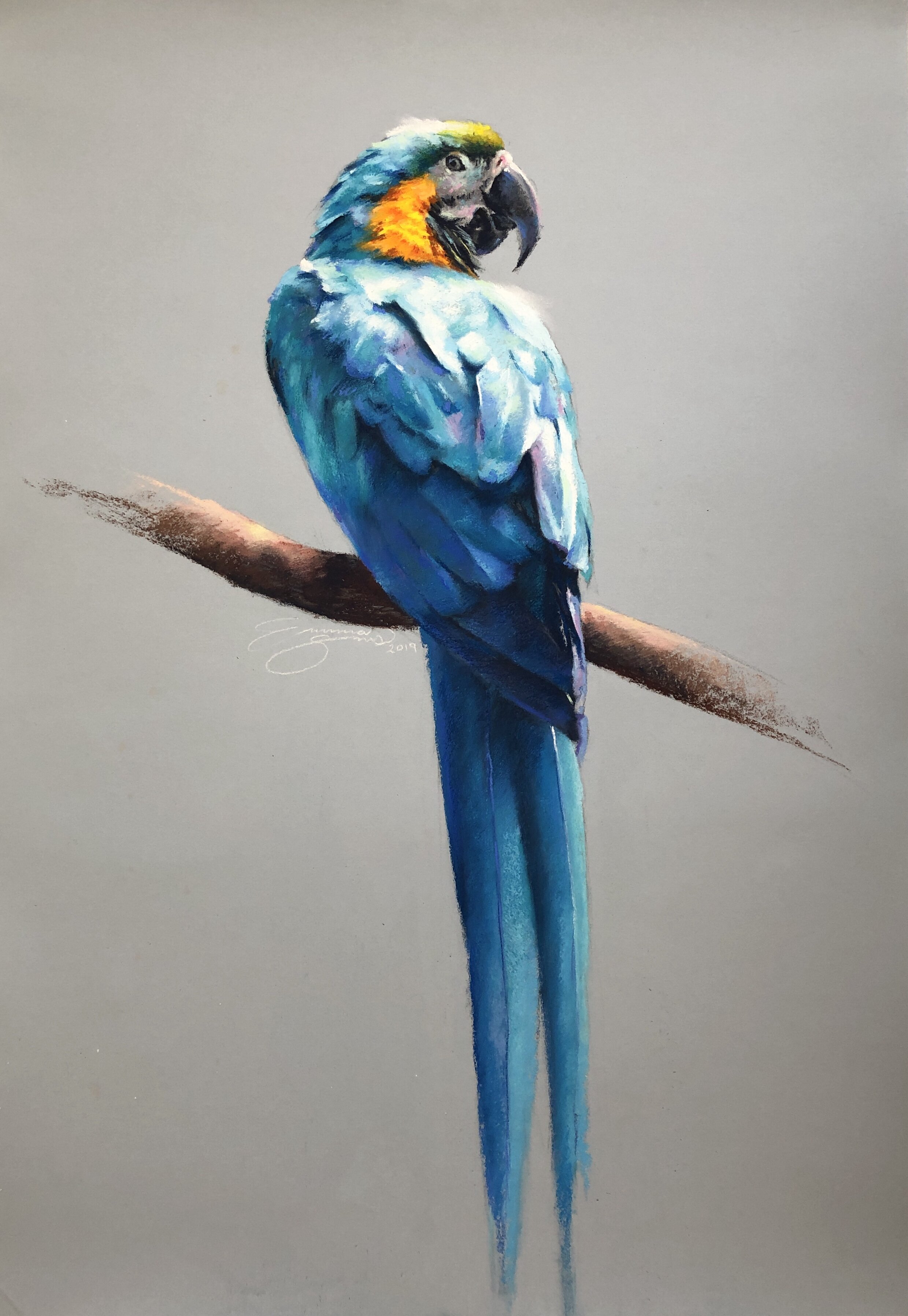 "Blue and Yellow Macaw" by Emma Sims